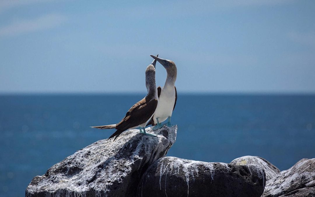 Para visitar las Galápagos tenga en cuenta que debe cumplir algunos requisitos