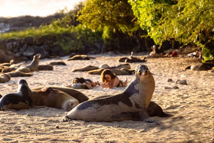 Si su ilusión es visitar Galápagos tenga en cuenta que debe amar la naturaleza.