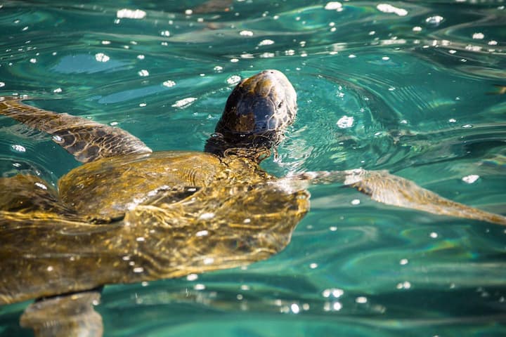 Si su ilusipon es visitar Galápagos tenga en cuenta que debe amar la naturaleza.