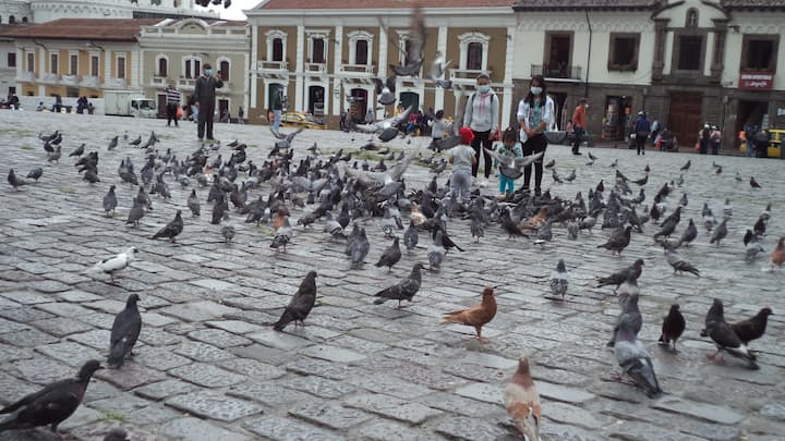 Variadas opciones para turistas en las plazas del Casco Colonial de Quito