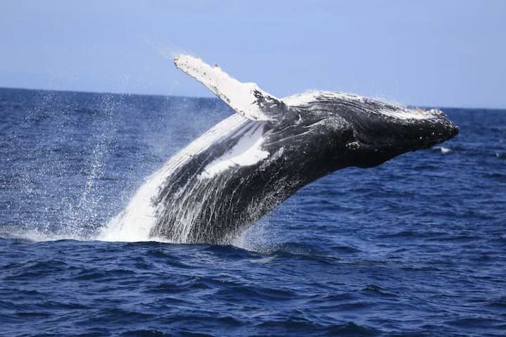 Avistamiento de ballenas jorobadas en Puerto López Ecuador 2022