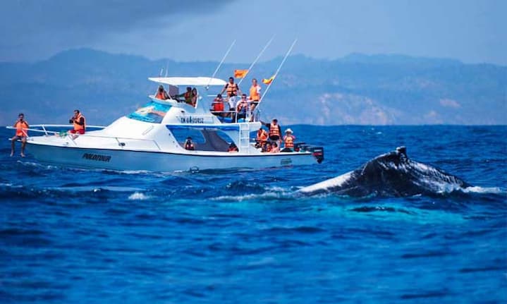 Operadores de turismo para ver ballenas