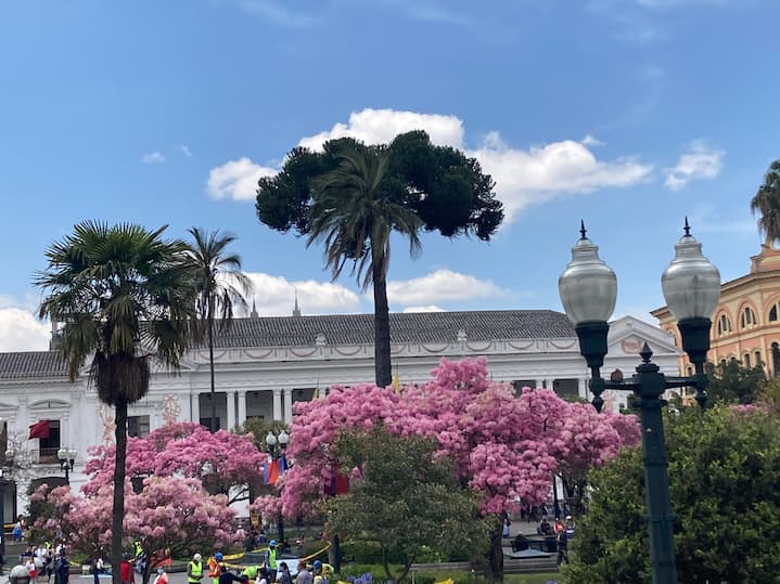 Florecimiento de arupos en Quito