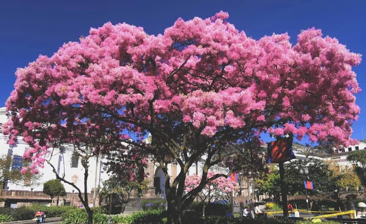 Los arupos florecen en Quito y son atractivo turístico por unos días, así como son los guayacanes en  otras zonas