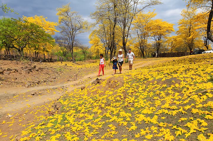 También florecen los guayacanes 