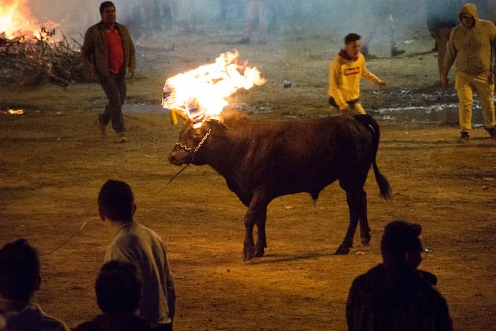 Fiesta del Novillo de bombas en Mira