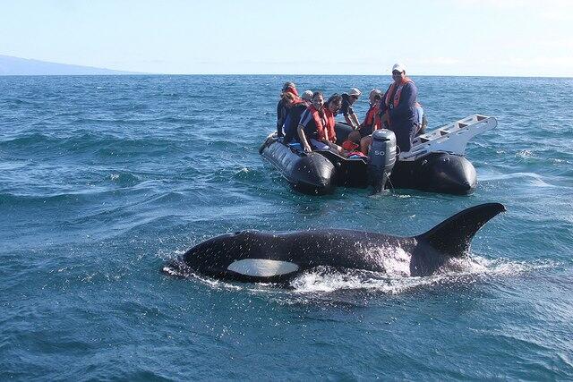 las orcas  o ballenas asesinas 