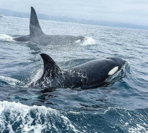 Tres orcas o ballenas asesinas avistadas en Puerto López; turistas que las vieron están maravillados y operadores piden no temer