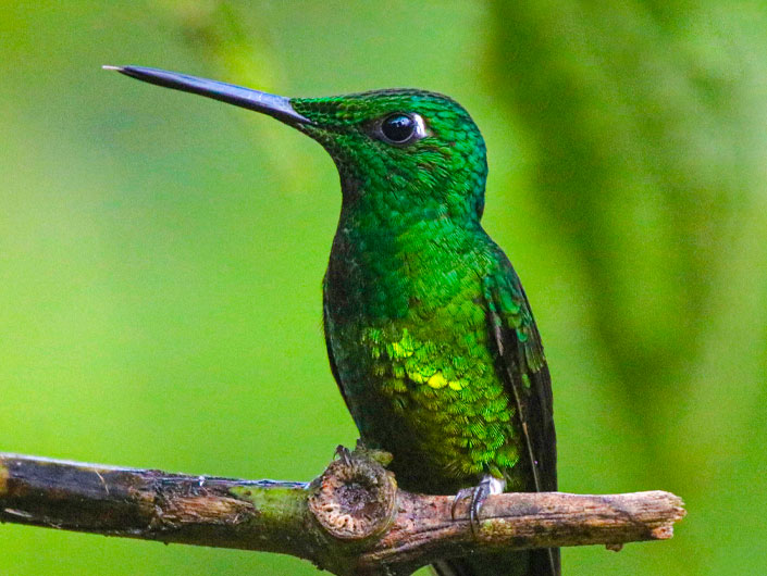 Mindo tiene 550 especies de aves para observar y se alista para recibir a  turistas en la Feria Aves de Sudamérica 2023 - Turisec