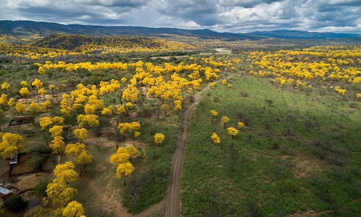 FLORECIMIENTO DE GUAYACANES