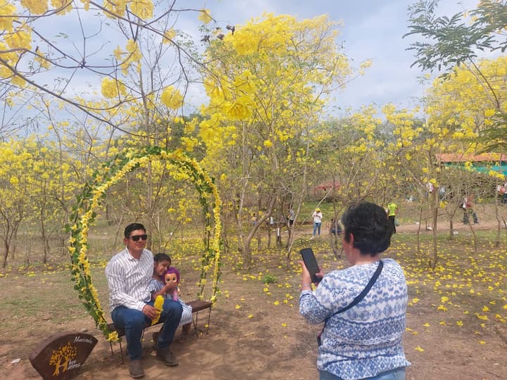 Florecer de los guayacanes en Colimes