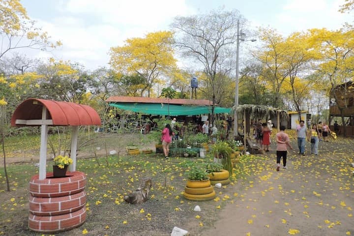 Florecer de los guayacanes en Colimes