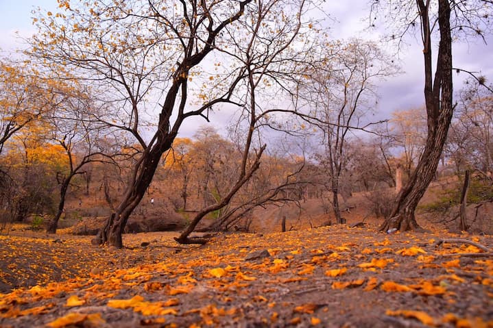 FLORECIMIENTO DE GUAYACANES