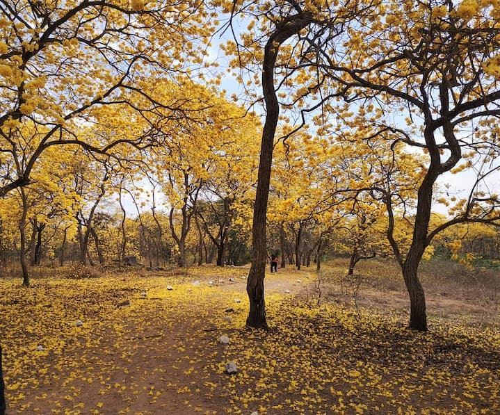 Gracias al florecimiento de los guayacanes,  en el cantón Colimes, una vez al año hay un hermoso manto amarillo