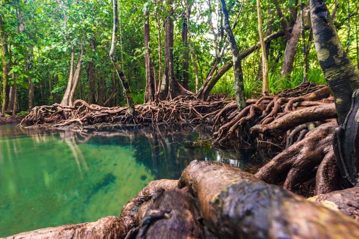 Aviturismo en la Reserva Ecológica Manglares Churute, un atractivo turístico con tres ecosistemas y una laguna