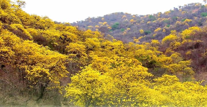 florecimiento de guayacanes Zapotillo