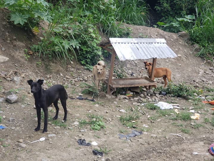 Perros abandonados en la vía Alausí-Huigra sobreviven de la caridad de turistas y vecinos; hacen recordar a Hachiko