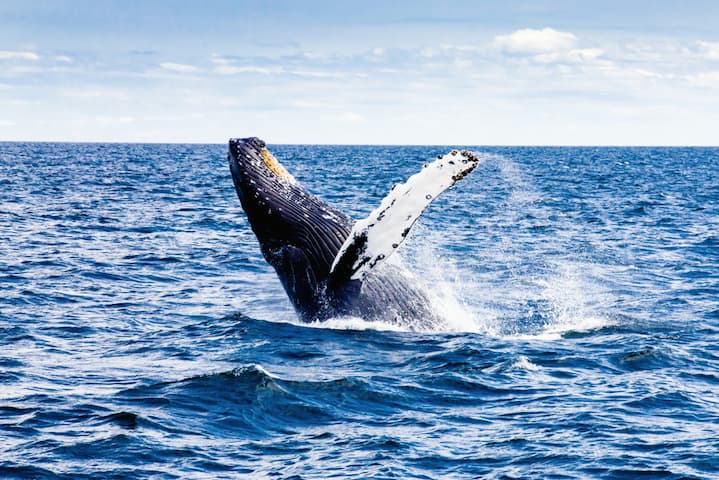 Puerto López, listo para el 25° Festival de Ballenas Jorobadas 2023, un esperado espectáculo cetáceo