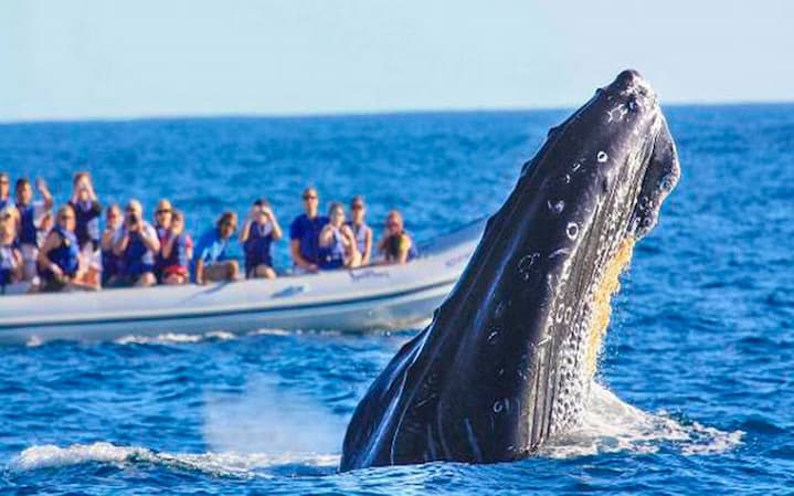 Para ver las ballenas jorobadas en Ecuador, les detallamos los puertos de salida, algunas operadoras y hoteles disponibles