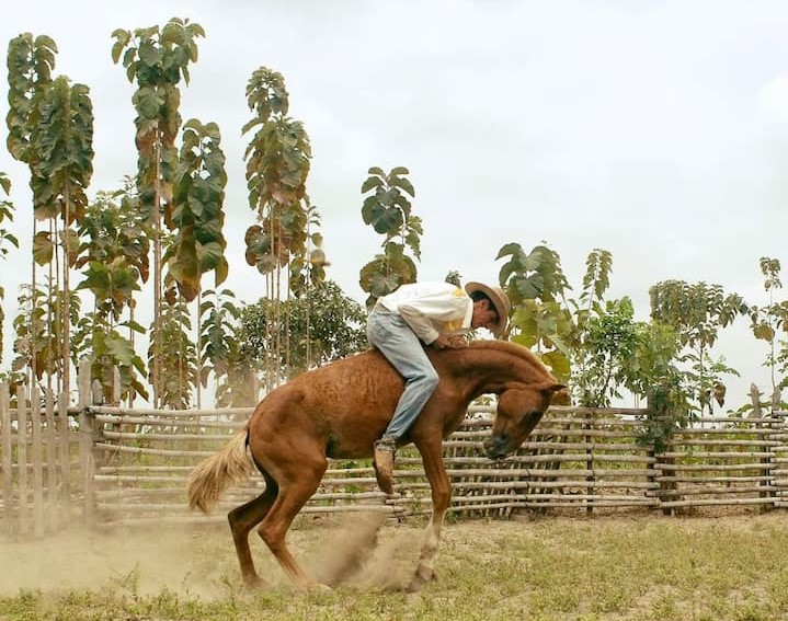 Rodeo montuvio en el recinto San Antonio de Chojampe, en Ventanas; habrá también artistas, baile y comida criolla