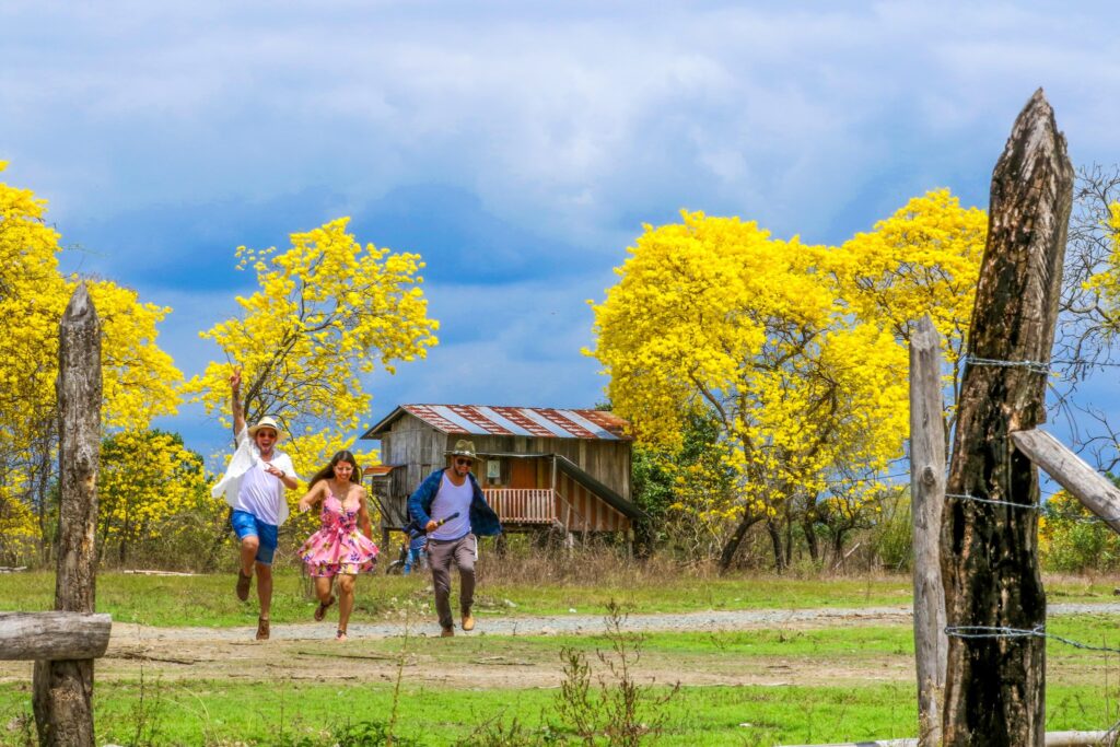 El florecimiento de los Guayacanes