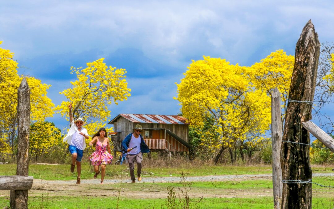 Florecimiento de los guayacanes se adelantó en Colimes; en Loja, 30% de manto amarillo y en Arenillas, en espera