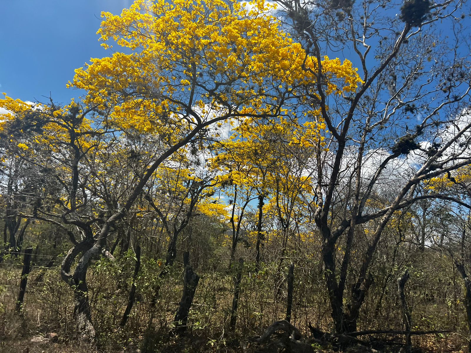 El florecimiento de los Guayacanes