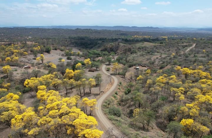 Florecimiento parcial de guayacanes en 2024; GADs del sur de Loja detallan que son pocos sectores de amarillo