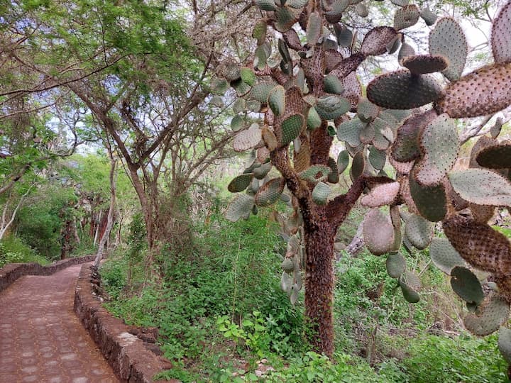 Tortuga Bay, ícono del turismo en Galápagos