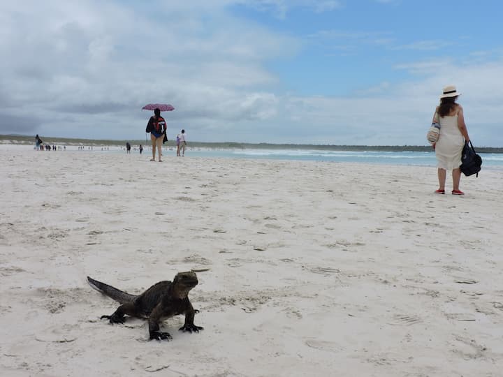 Tortuga Bay, ícono del turismo en Galápagos