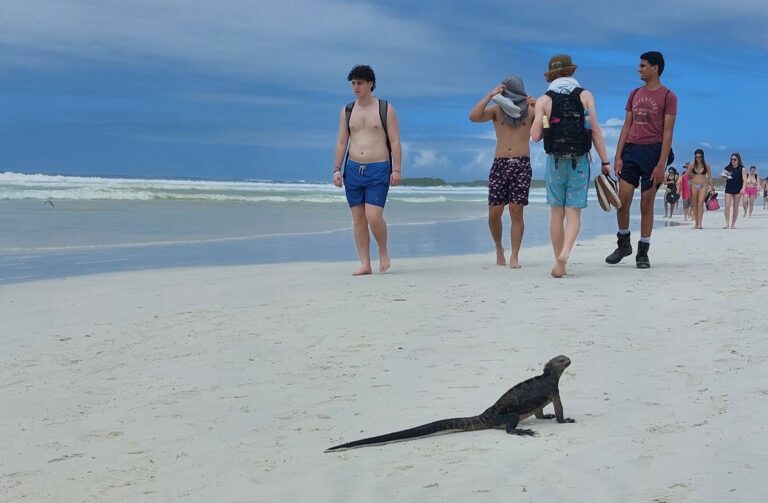 Tortuga Bay, uno de los íconos de Galápagos, impacta con su arena blanca; recibe al 30% de visitantes de Santa Cruz