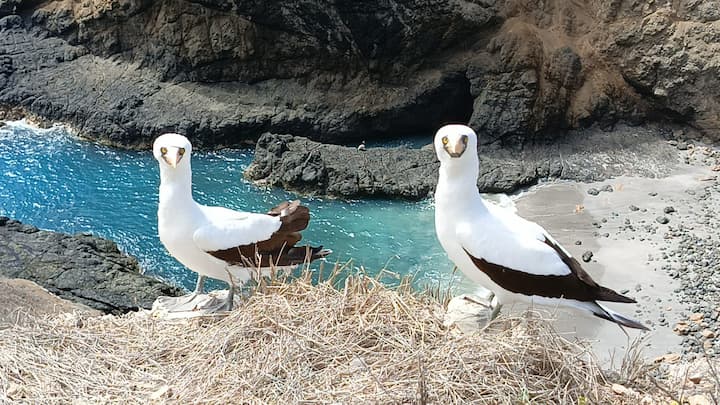 Isla de la Plata Turismo Puerto López