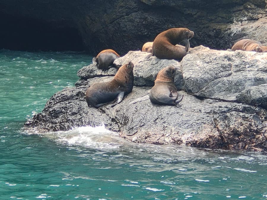 Leones marinos Salango (1) Turismo Puerto López
