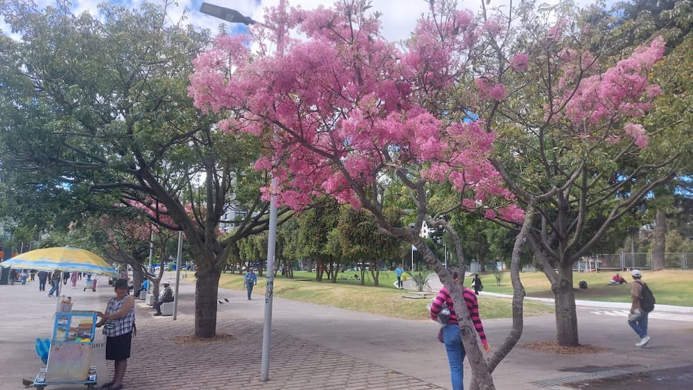 Arupos en Quito