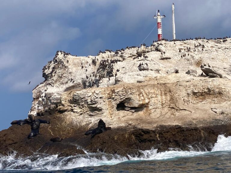 Islote El Pelado, destino para ver aves, lobos marinos y bucear; 11 metros bajo el mar guarda un cristo